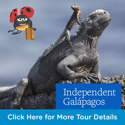Lyn McNaught Travel - Galapagos Independence