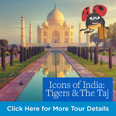 Lyn McNaught Travel - Globus Tours - Indian Icons Tigers and Taj Mahal