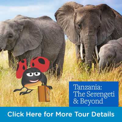 LMcT - Globus Campaign - Tanzania Serengeti Safari